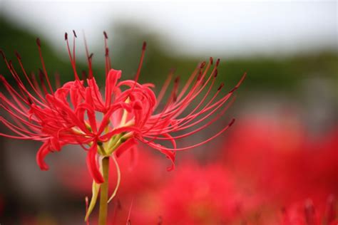 彼岸花 地獄花|彼岸花（ヒガンバナ）ってどんな花？別名や赤・黄色。